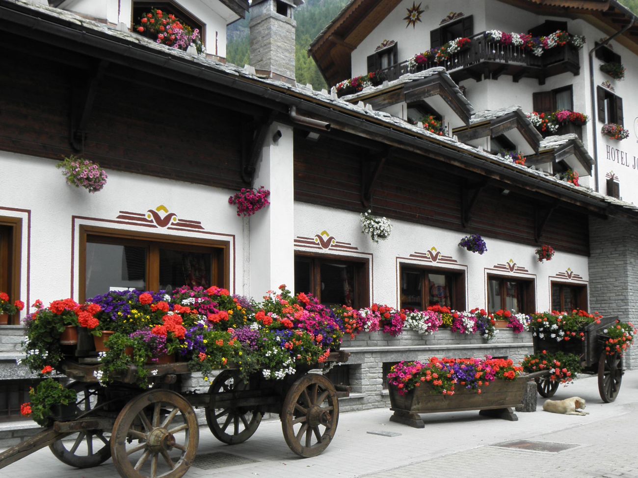 Arredo urbano floreale - Gressoney La TrinitÃ©