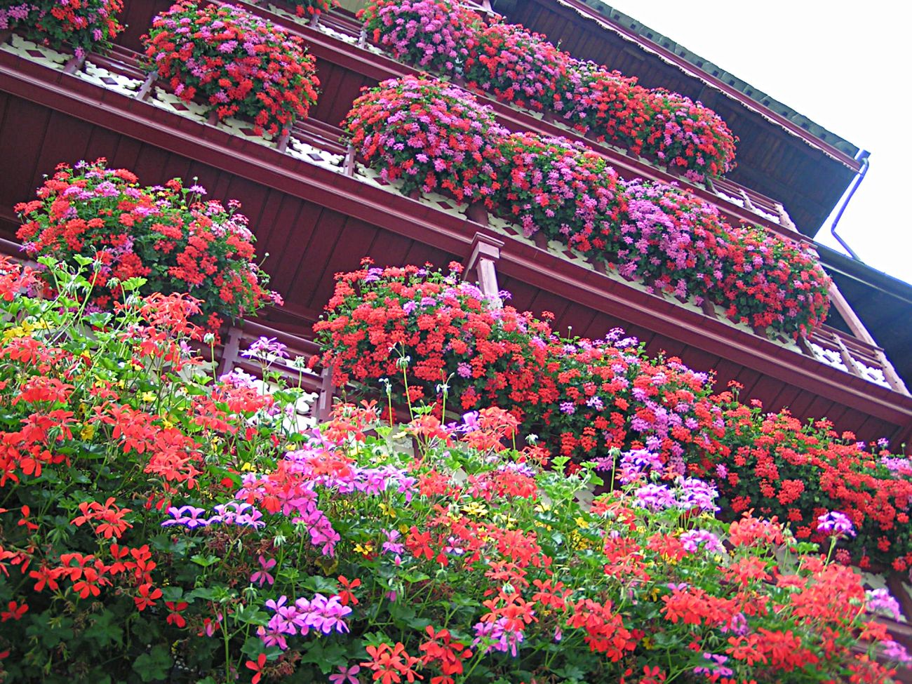 Arredo urbano floreale - Gressoney Saint Jean