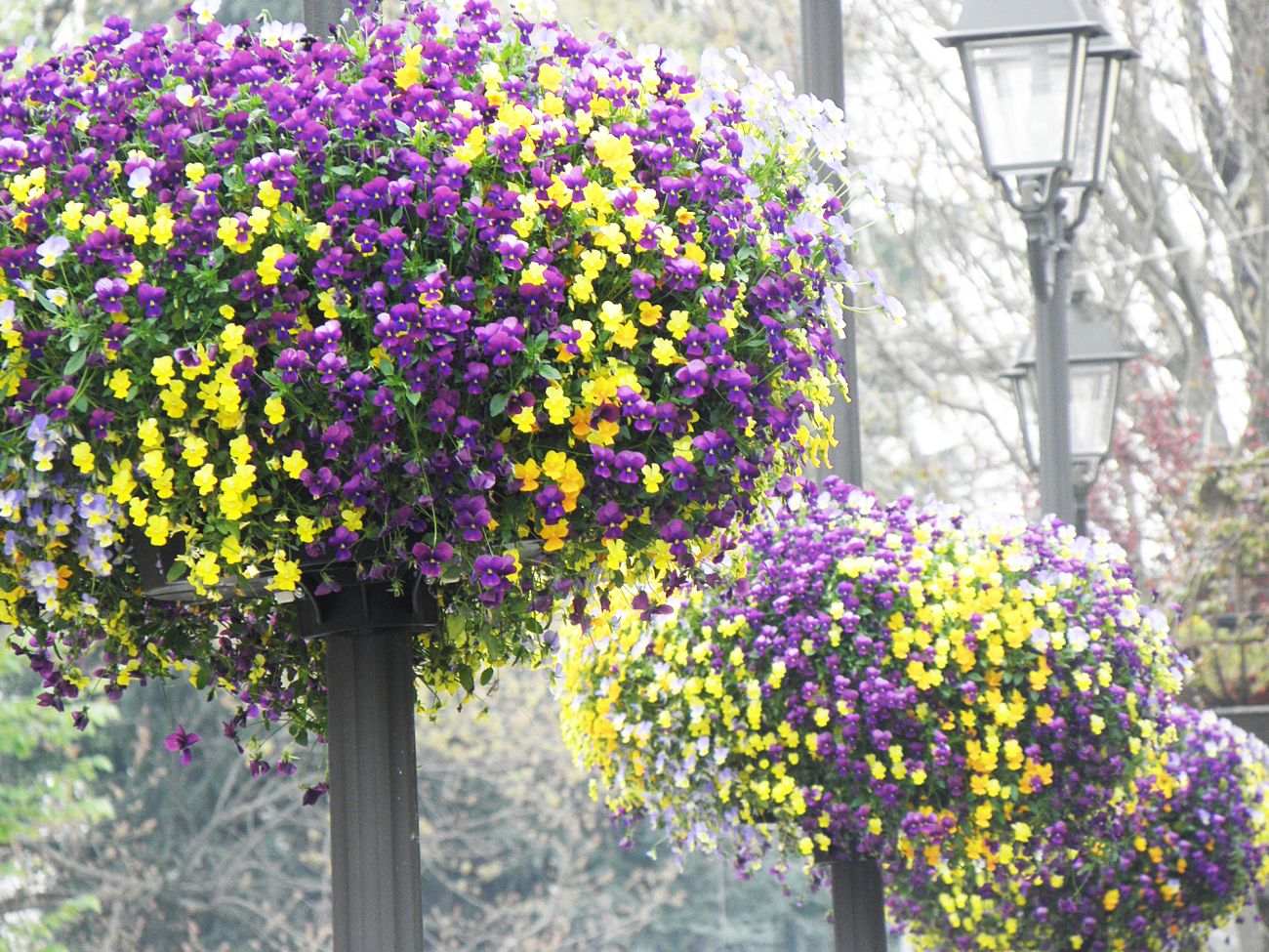 Arredo urbano floreale - Assago