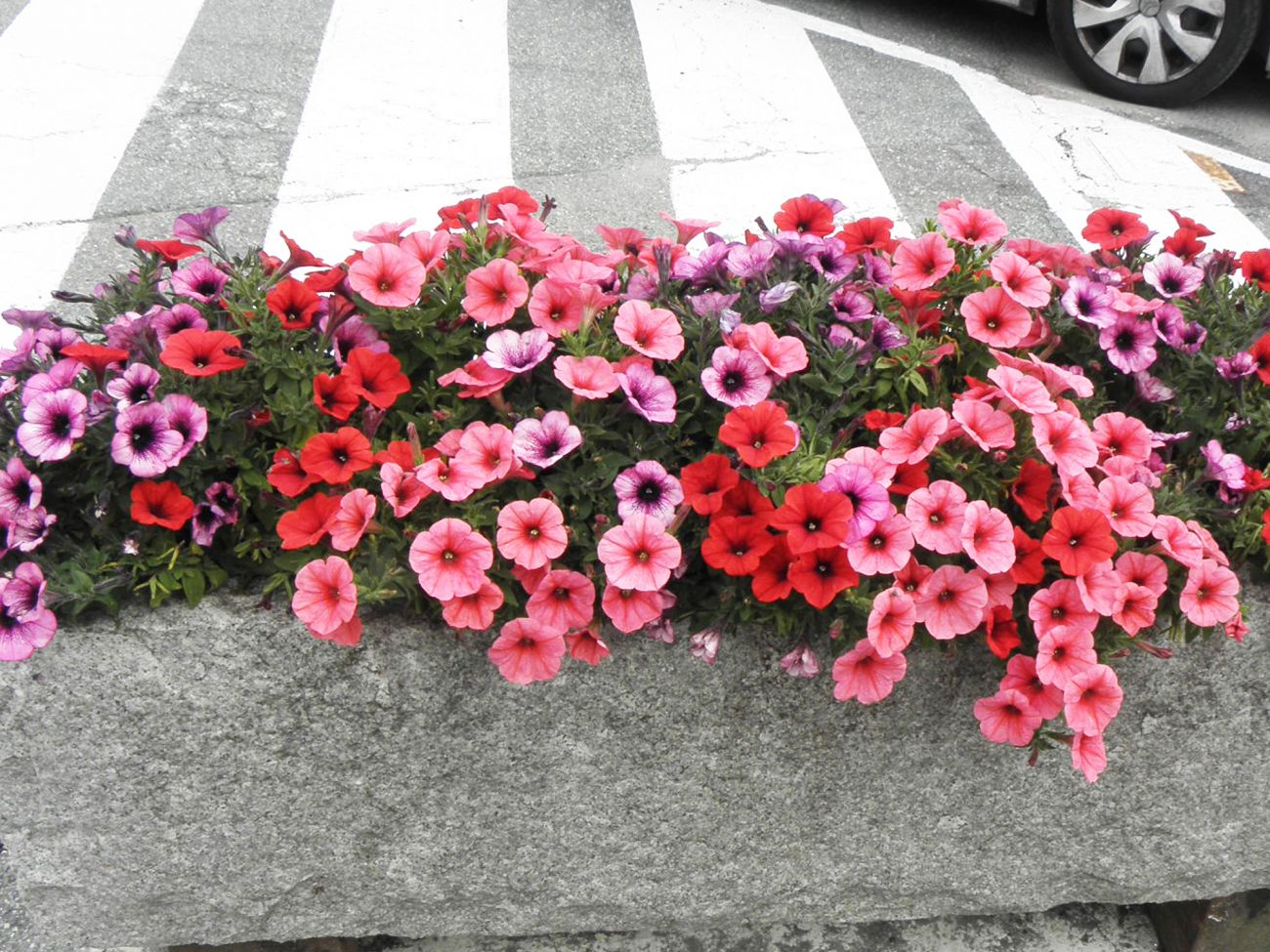Arredo urbano floreale - Gressoney La TrinitÃ©