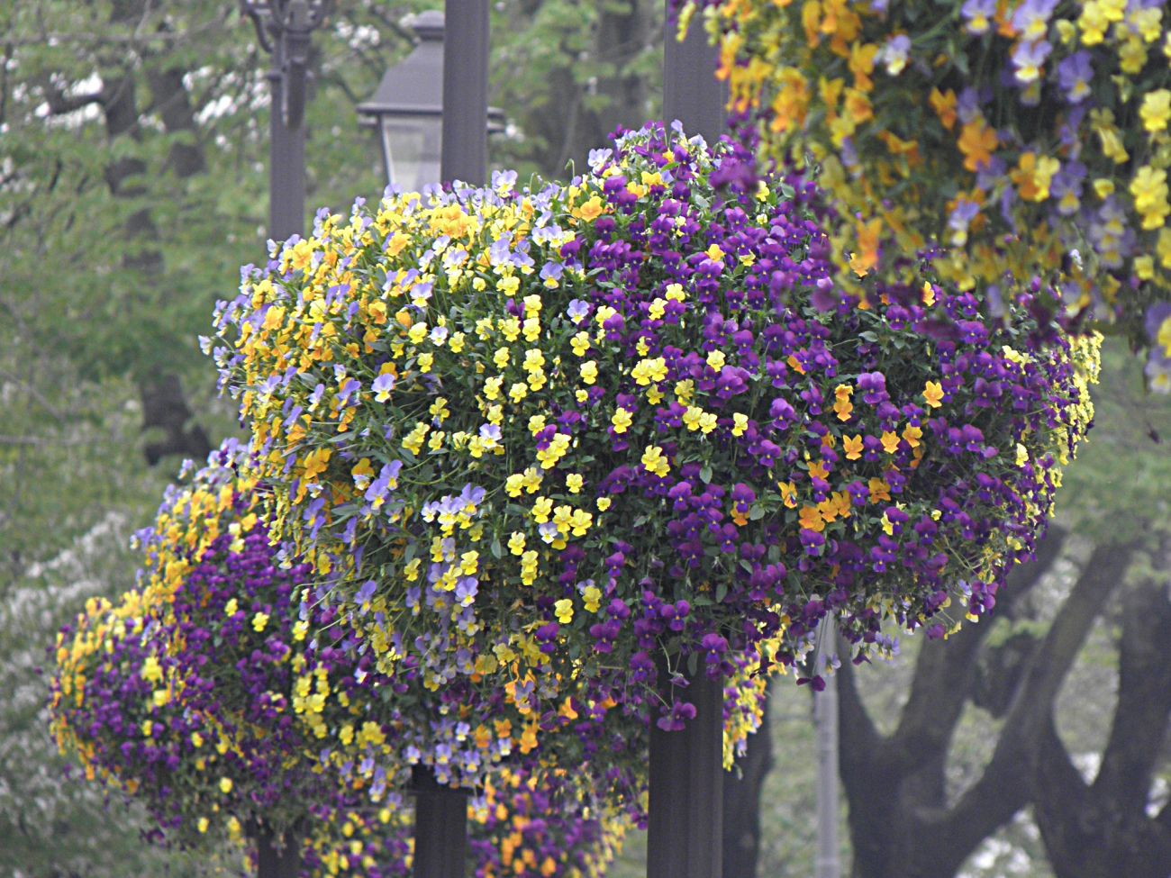 Arredo urbano floreale - Assago