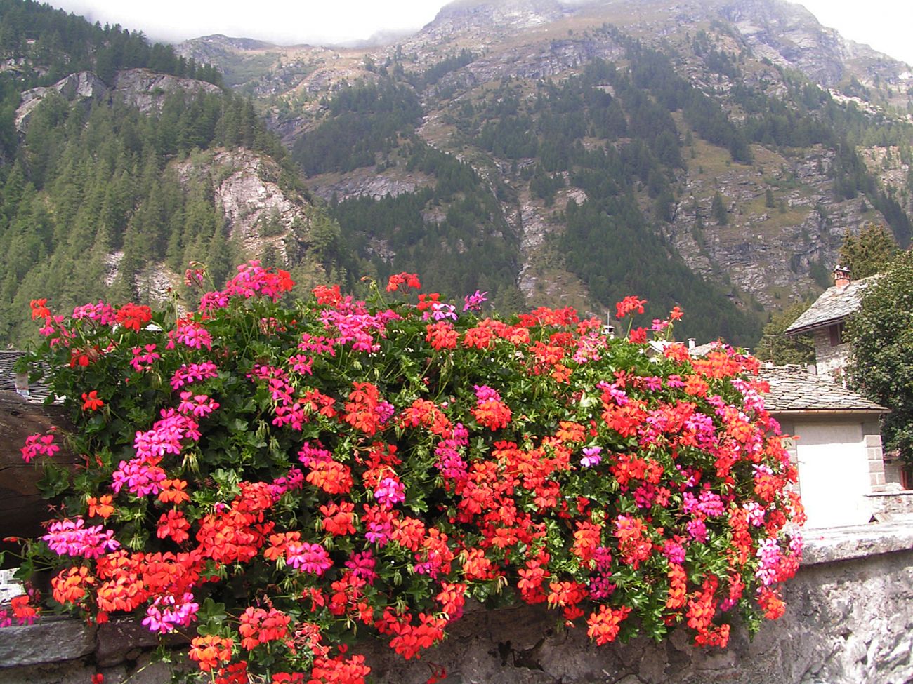 Arredo urbano floreale - Gressoney Saint Jean
