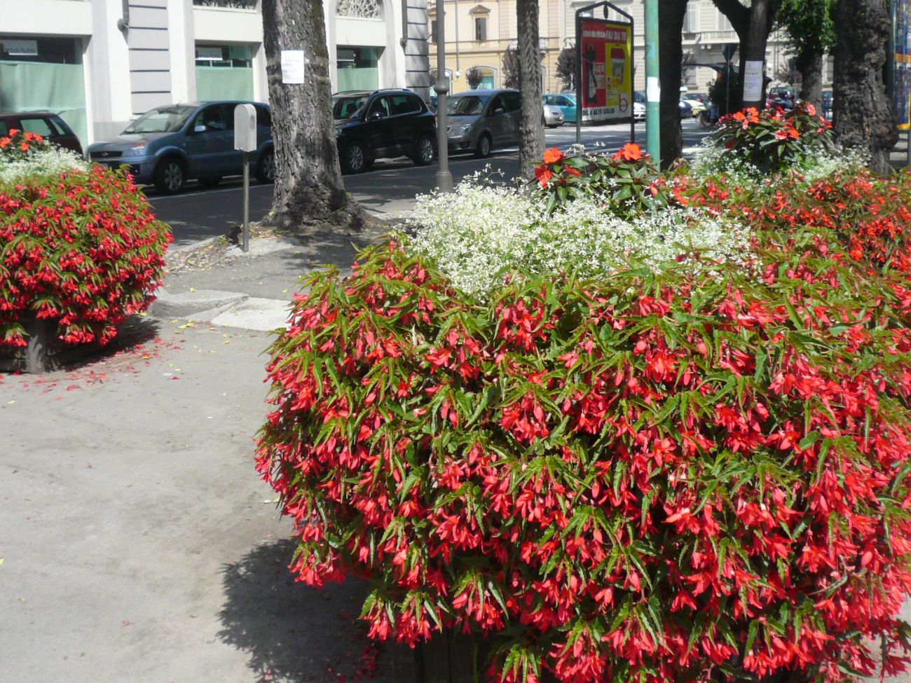 Arredo urbano floreale - Vercelli