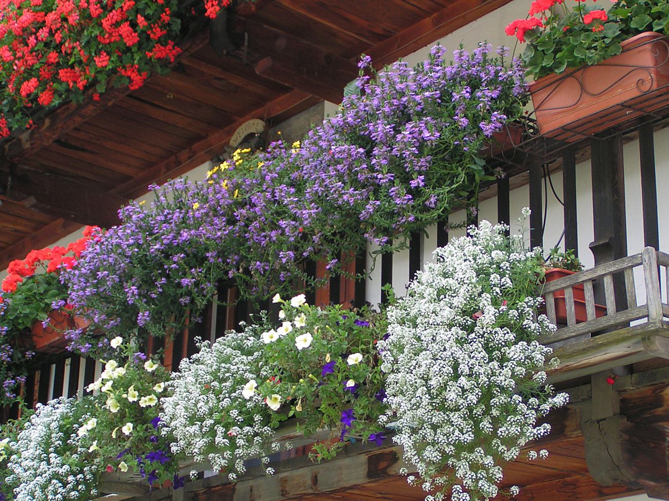 Balconi fioriti - Gressoney Saint Jean