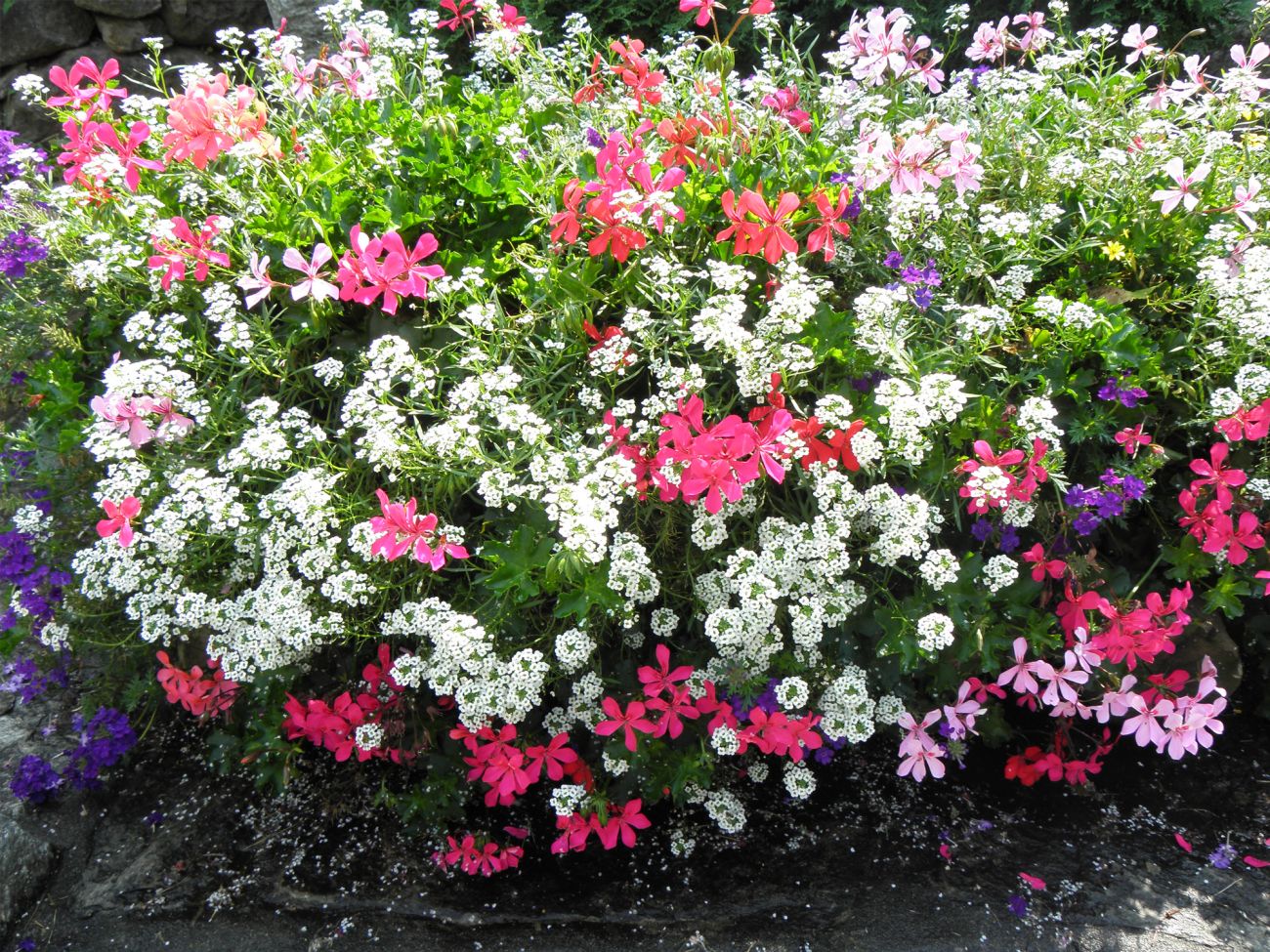 Arredo urbano floreale - Lillianes (AO)