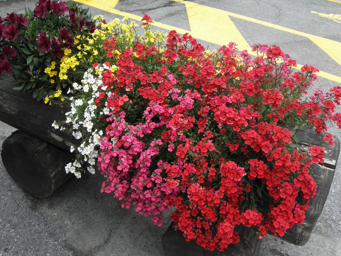 Arredo urbano floreale - Gressoney La TrinitÃ©