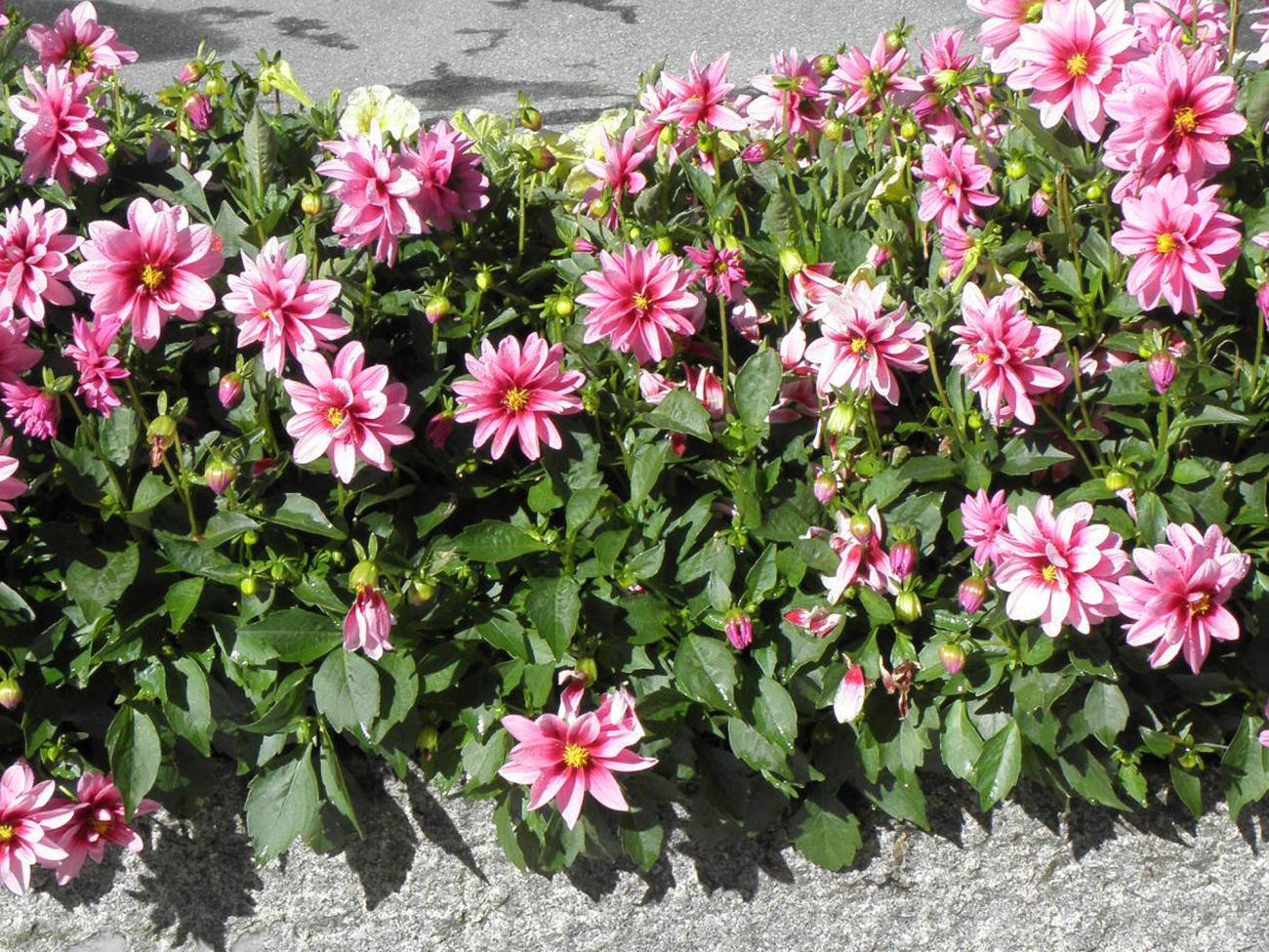 Arredo urbano floreale - Gressoney Saint Jean