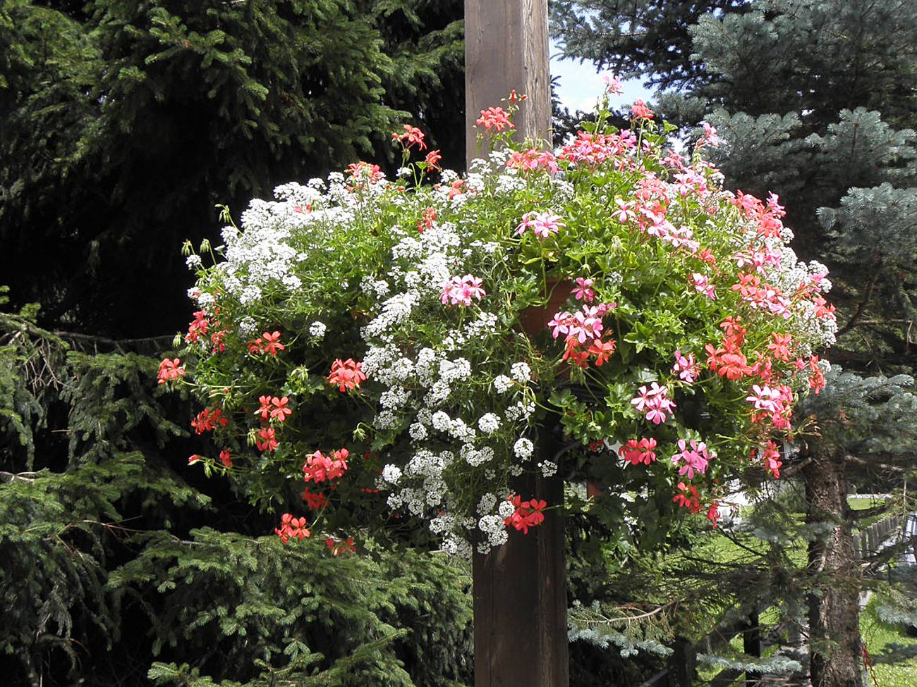 Arredo urbano floreale - Gressoney La TrinitÃ©