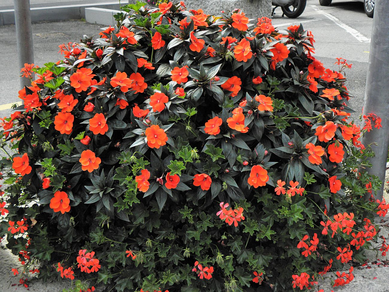 Arredo urbano floreale - Gressoney Saint Jean
