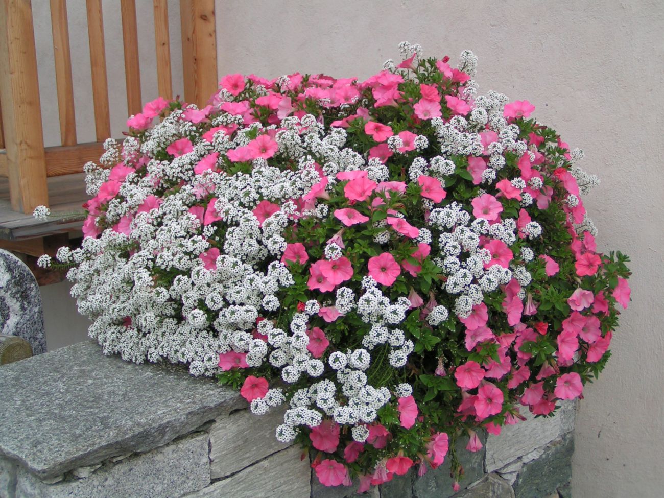 Arredo urbano floreale - Gressoney La TrinitÃ©