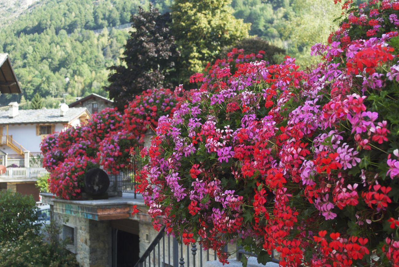 Geranio Balcon red + Balcon lilac