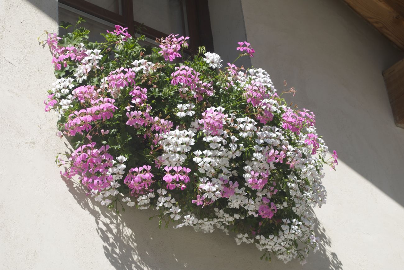 Balcon Lilac + Glacier White- Emma Praz