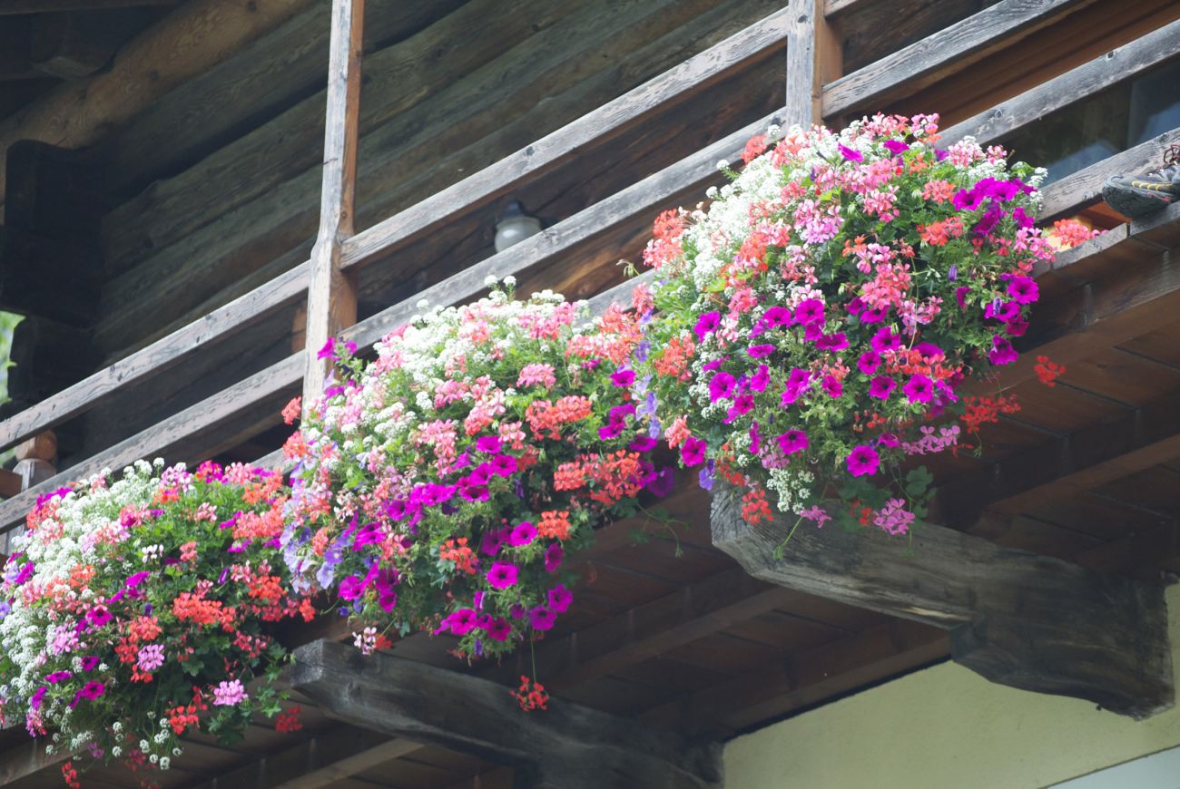 Lazzarin cristina- Balconi fioriti