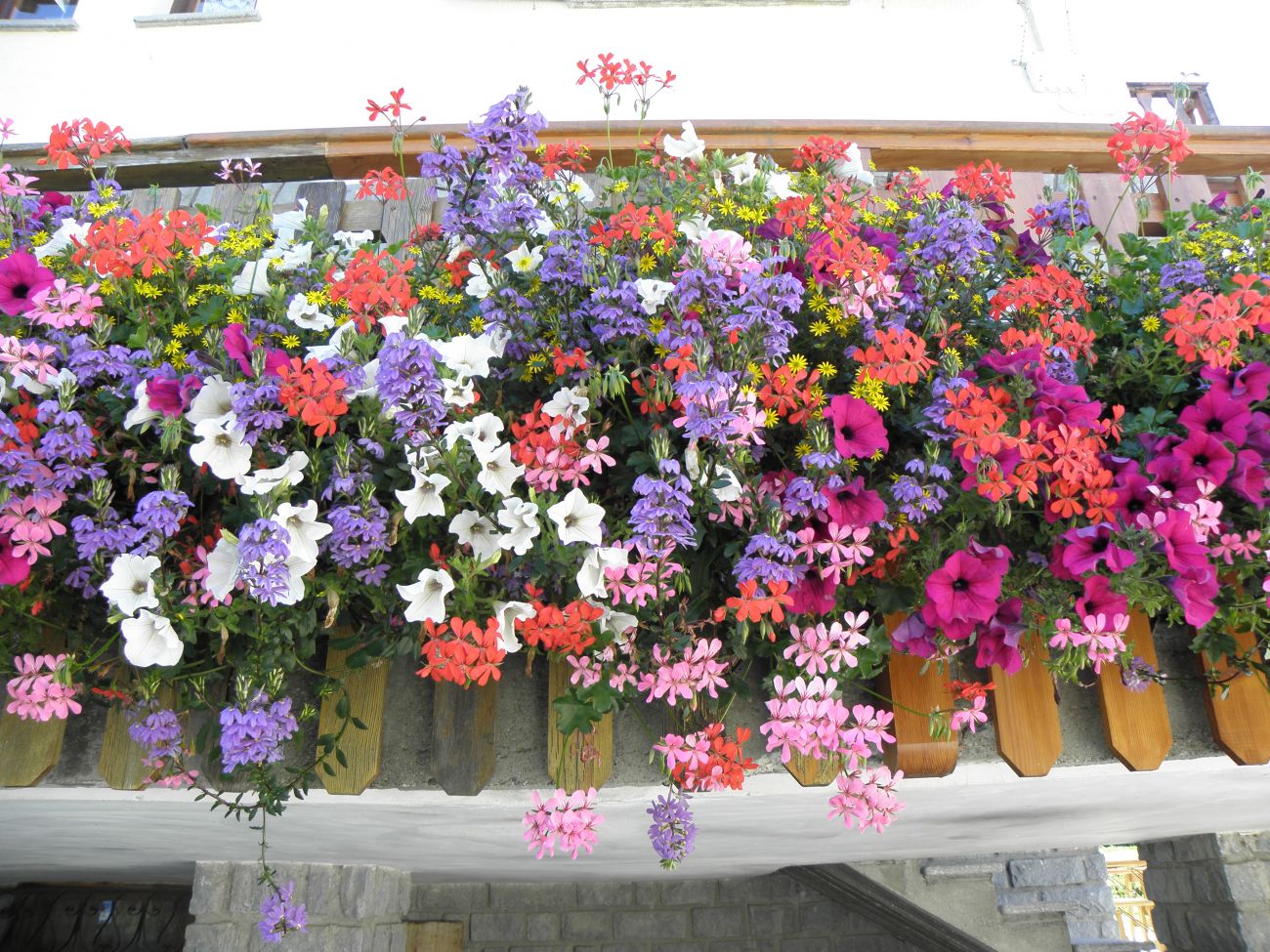 Mix floralpina