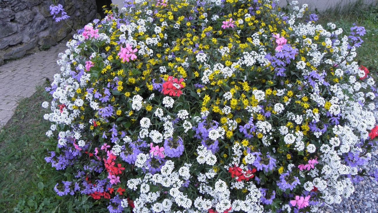 particolare di ciotola floralpina- Hotel Lisioch