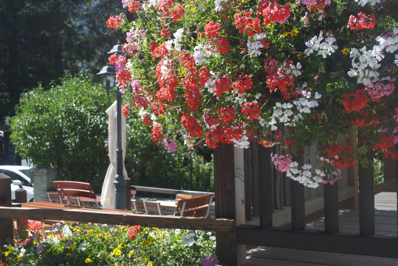 balcon red+glacier white+balcon lilac + bidens ferulifolia