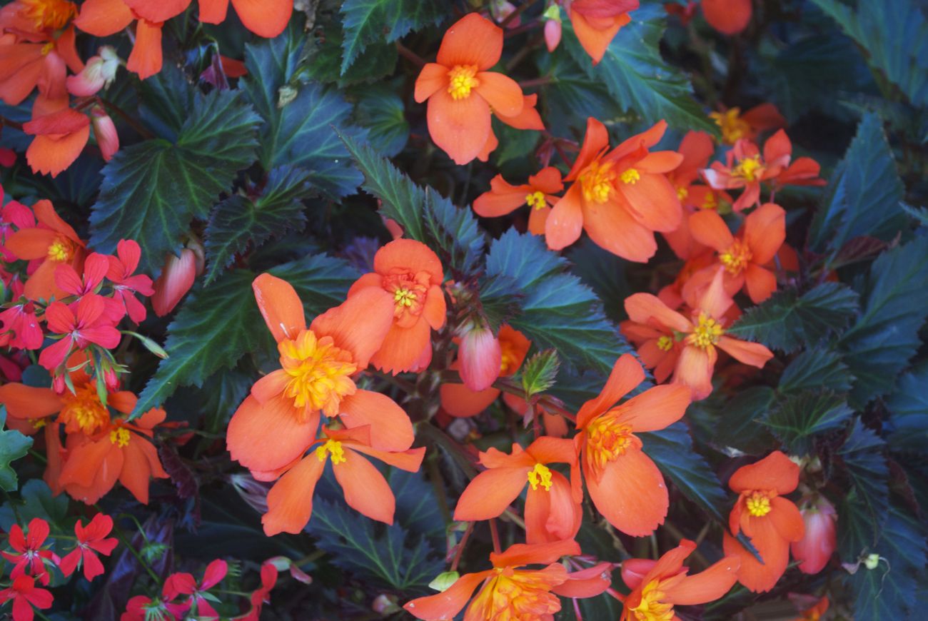 particolare di Begonia Unstoppable