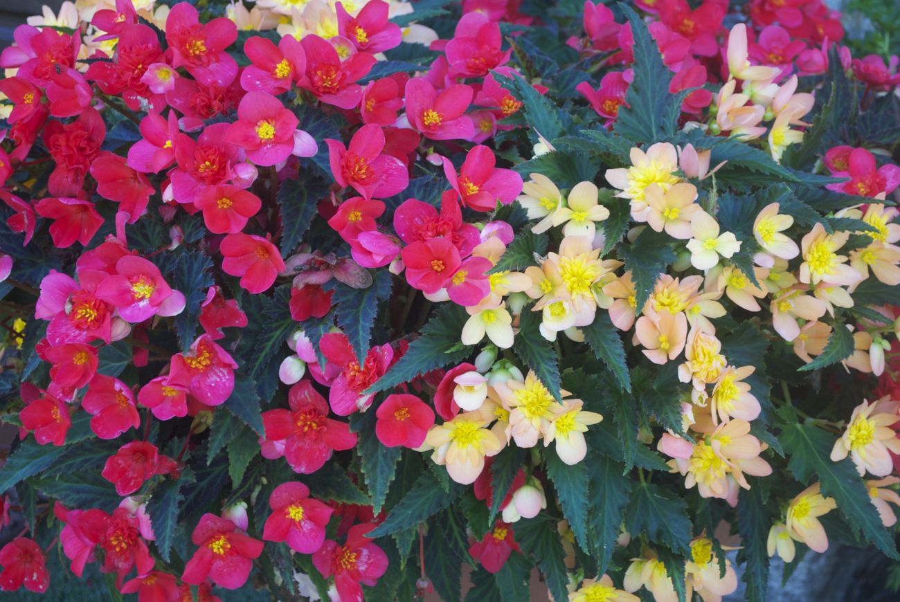 Begonia Unbelievable