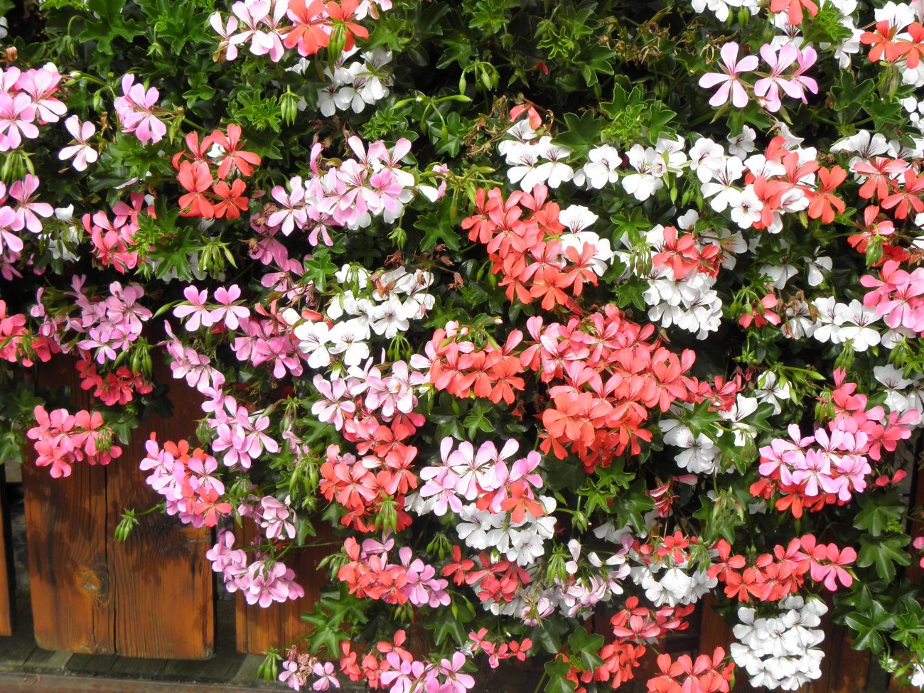 Balcon red + balcon lilac+ glacier white