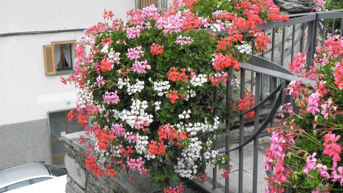 Municipio Lillianes