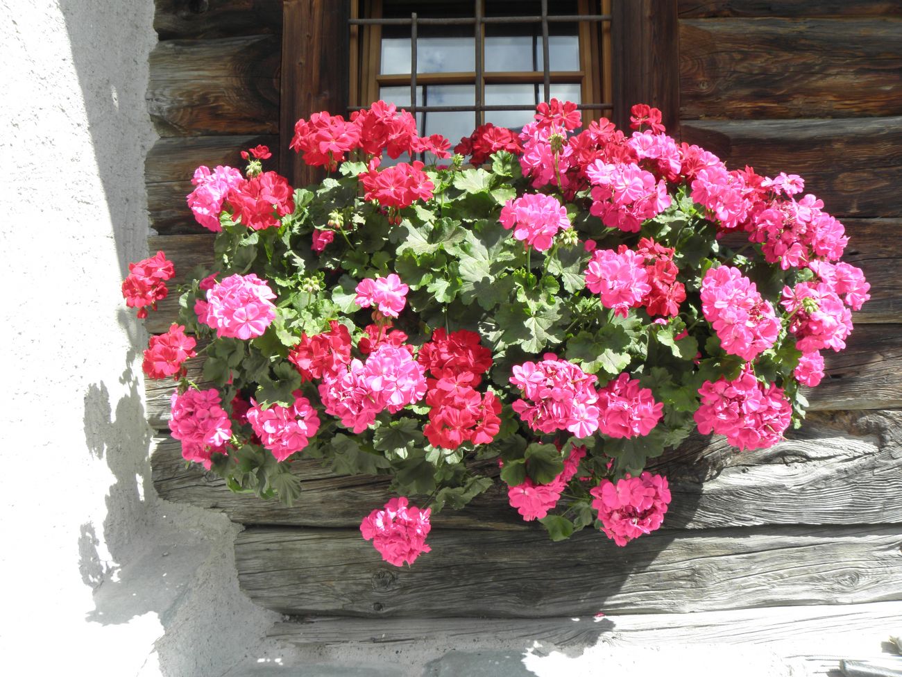 zonale rossofucsia- WONGADE