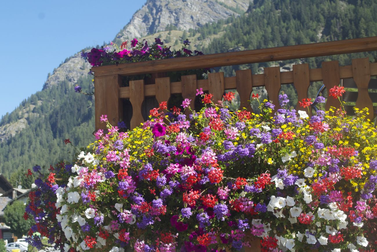 Miscuglio Floralpina- balcon red/lilac + scaevola+surfinia+sanvitalia