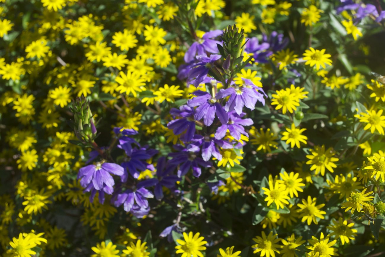 Sanvitalia + Scaevola