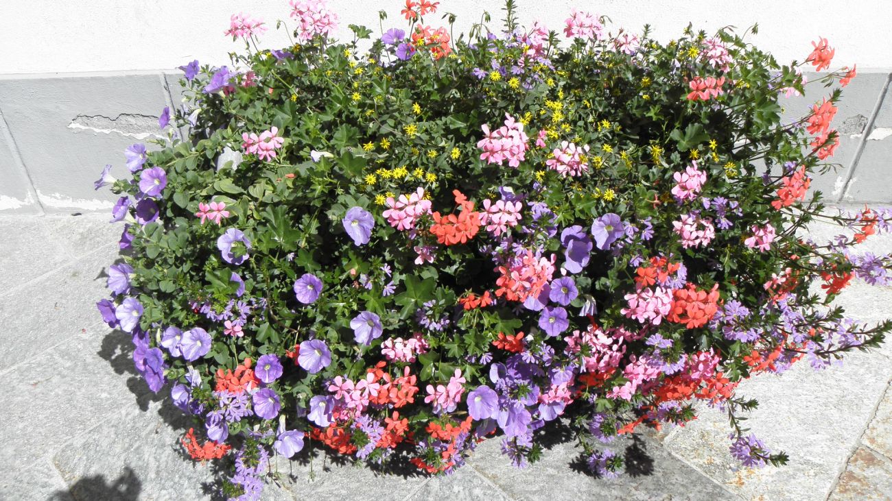 Miscuglio Floralpina