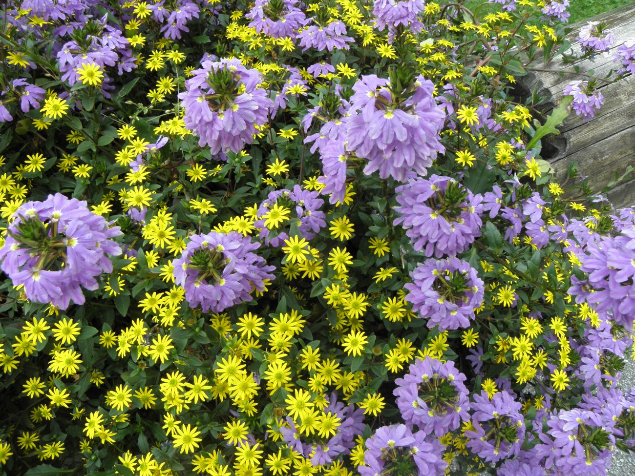 scaevola + sanvitalia- Hotel Zumstein