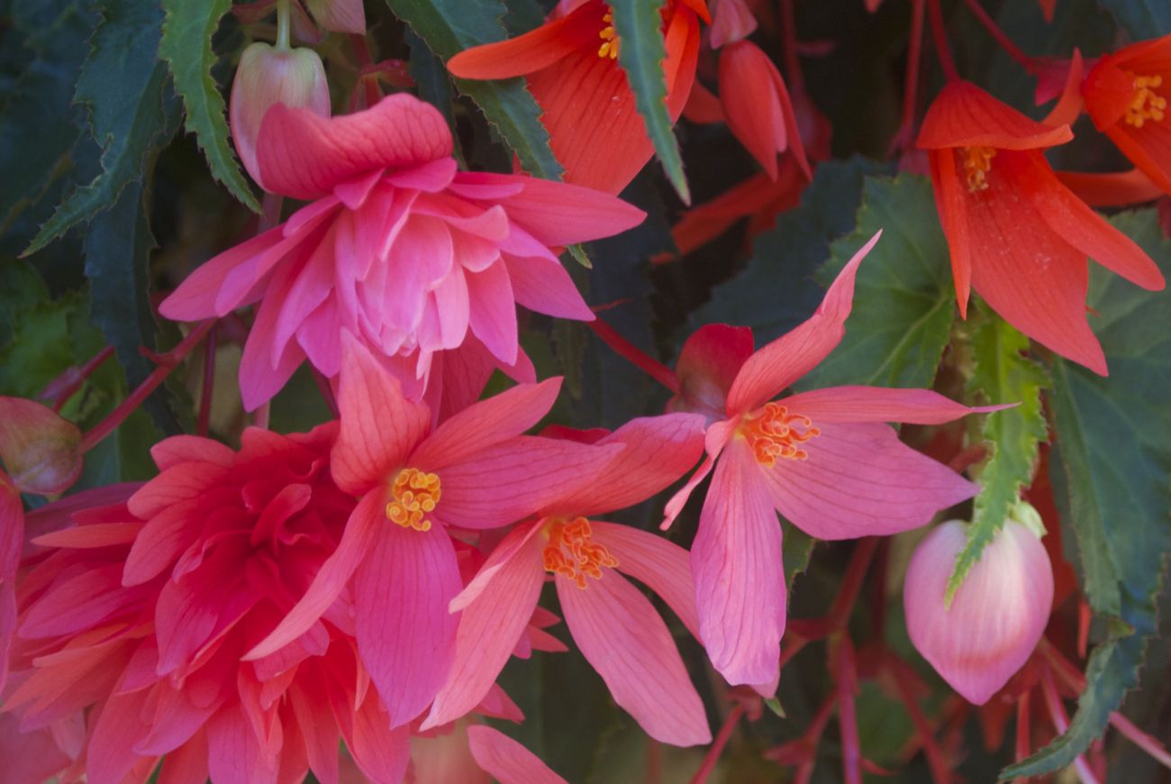 fioritura di Belleconia + Summerwings