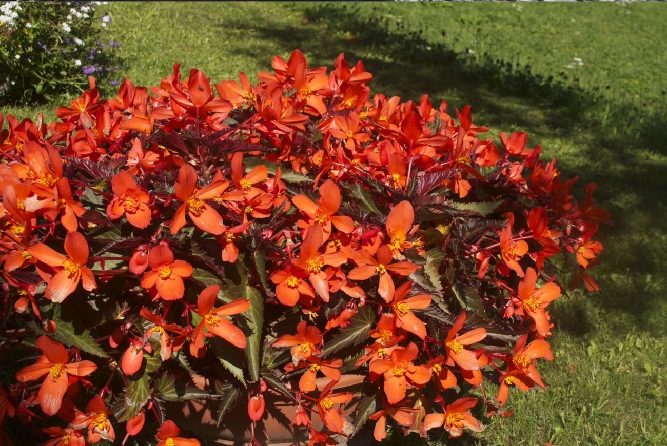 Begonia Unstoppable