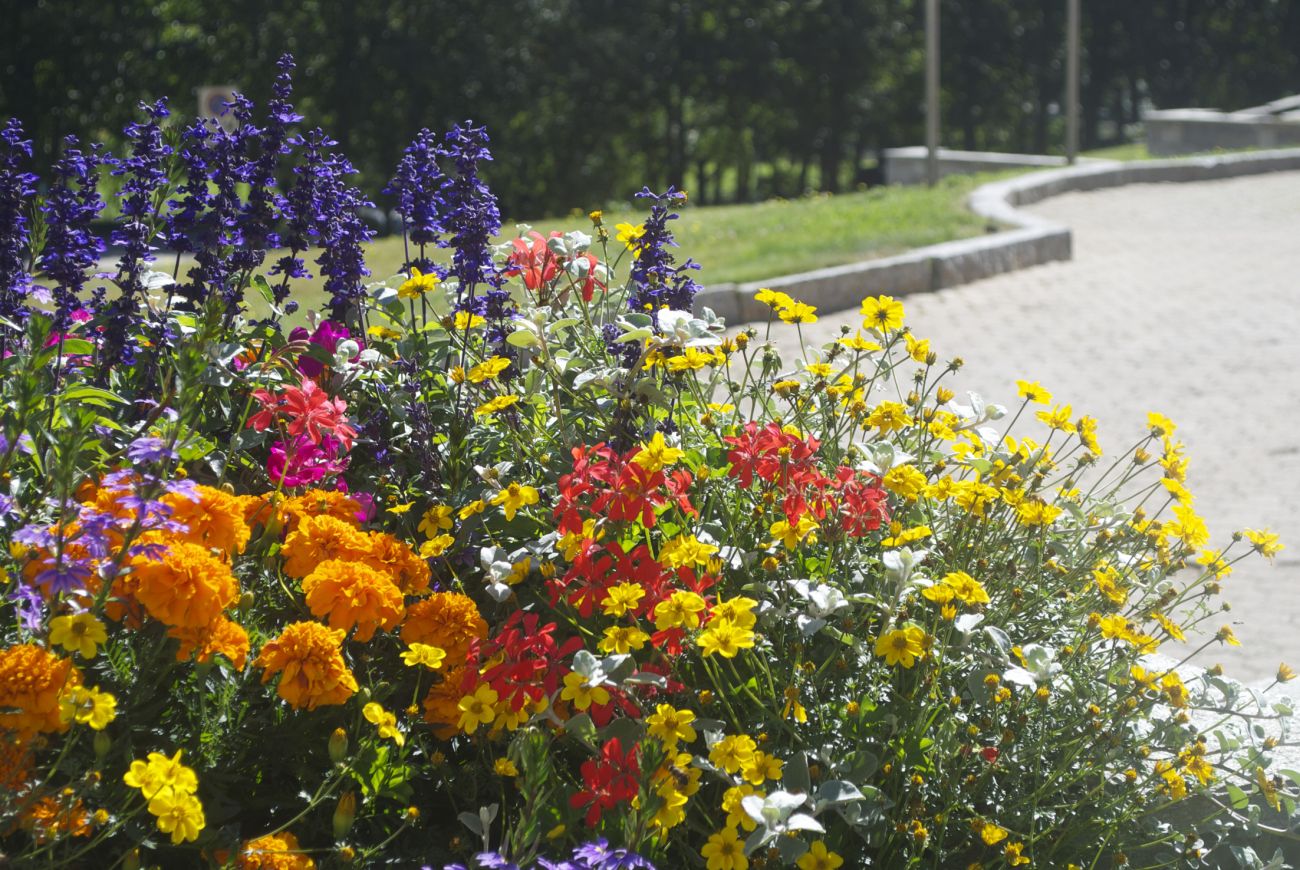 Mix garden- Residenza del Sole