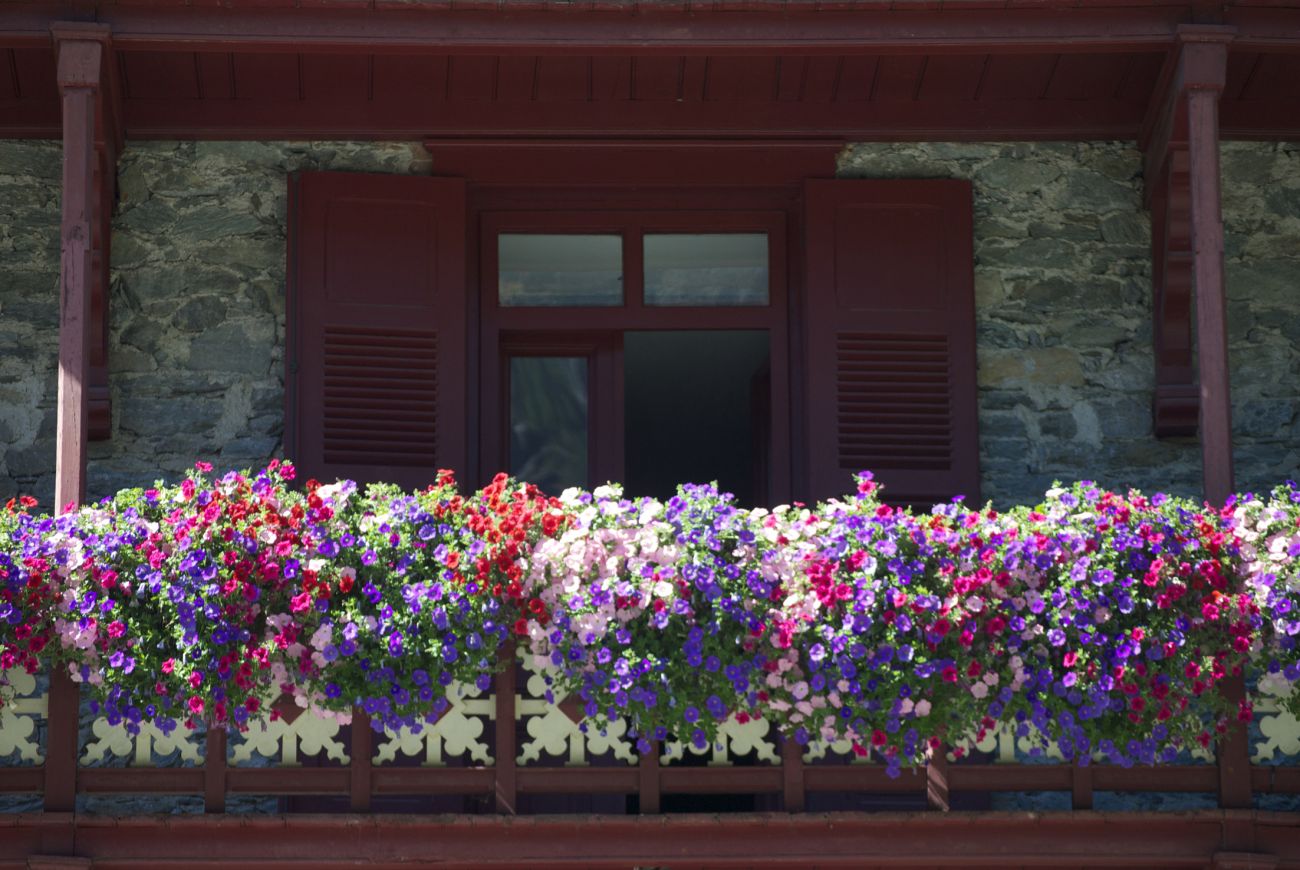 Mix di  ALPETUNIA- Villa Belvedere
