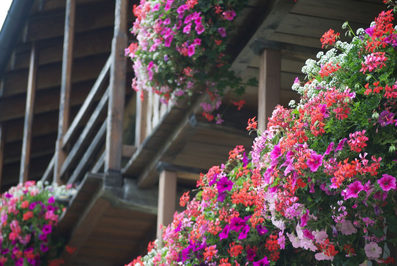 Lazzarin- balconi fioriti