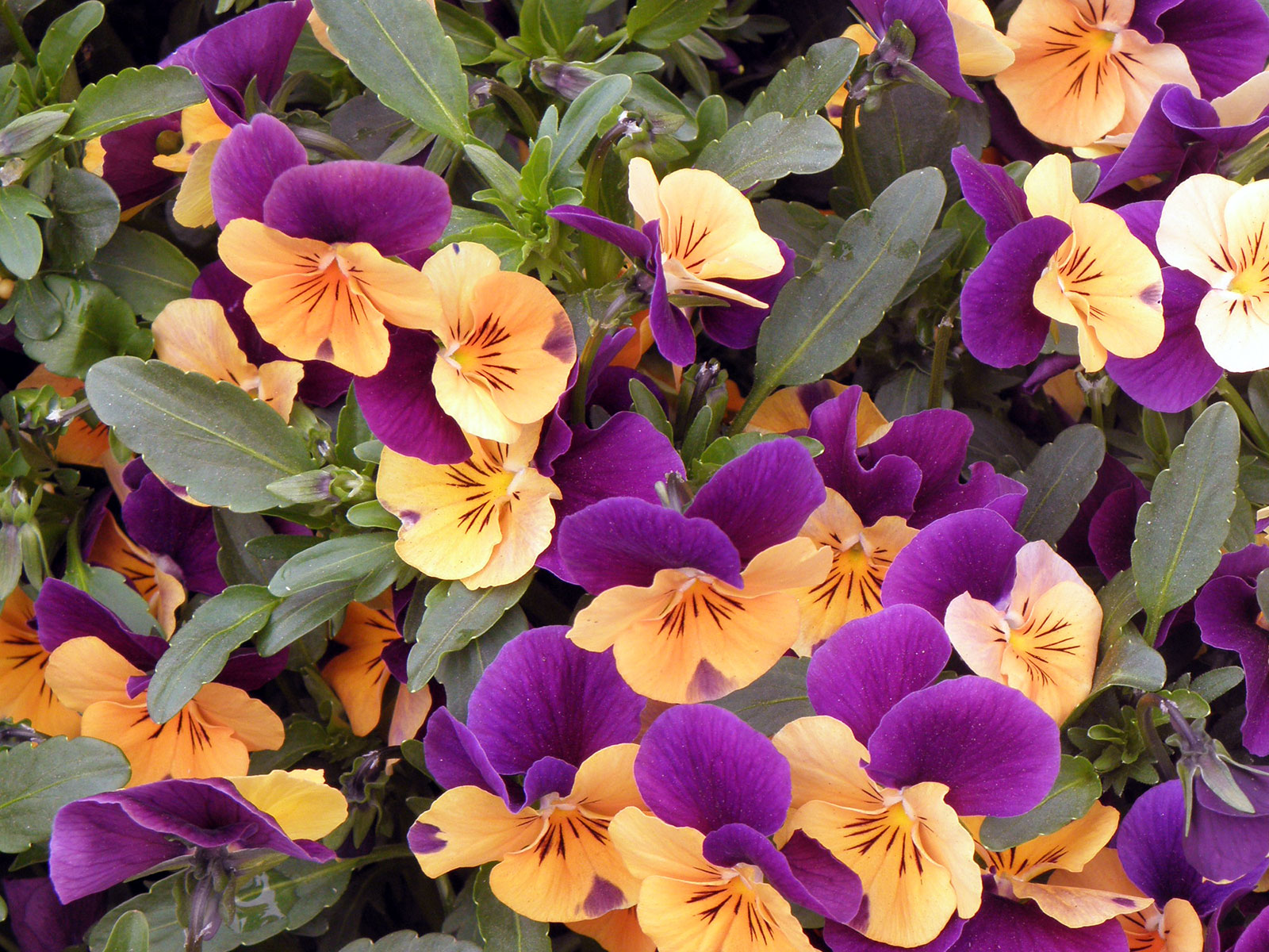 Fiori da balcone
