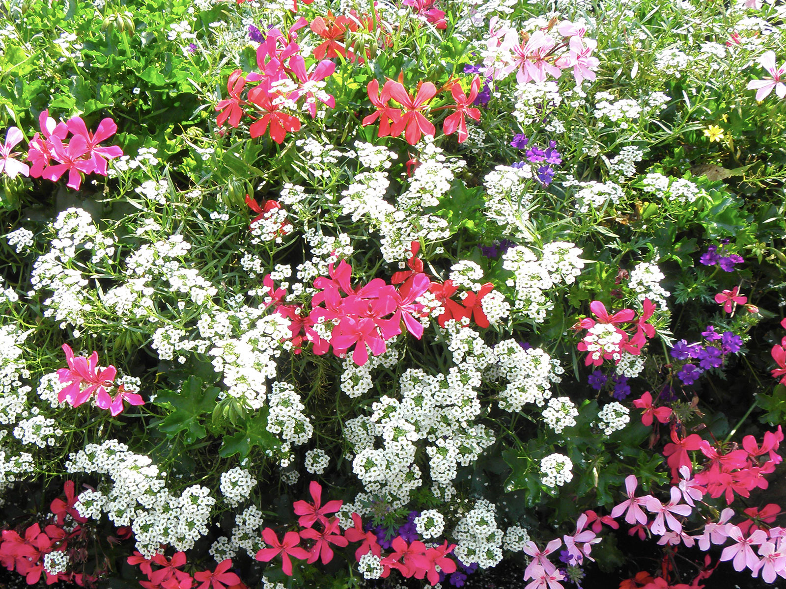 Floricoltura Golasecca