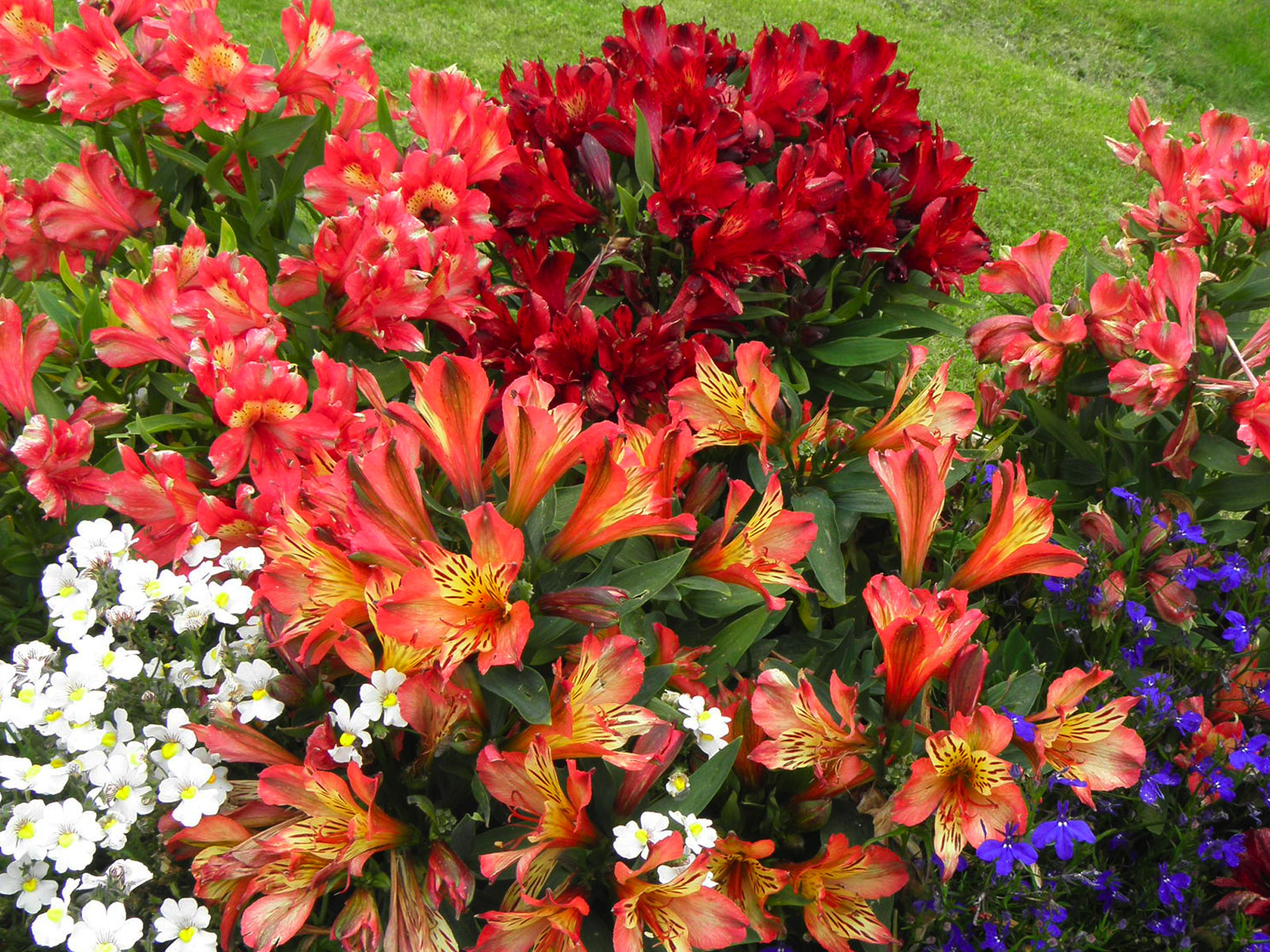 Floricoltura Golasecca